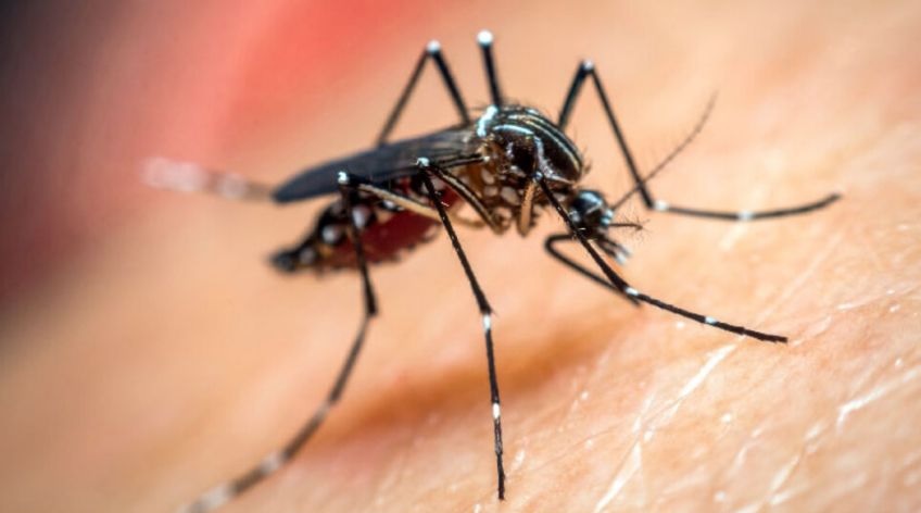 Argentina está en alerta epidemiológica por dengue y fiebre chikungunya