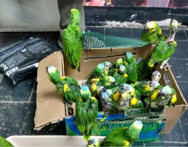SAN JUAN: Qué pasará con los 89 loros habladores rescatados