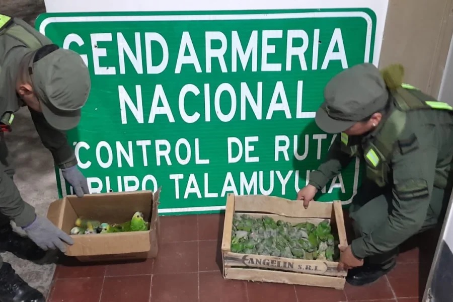 Gendarmería Nacional rescató 50 aves y secuestró un arma de fuego