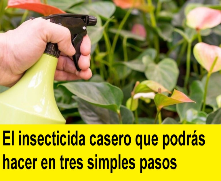 El insecticida casero que podrás hacer en tres simples pasos
