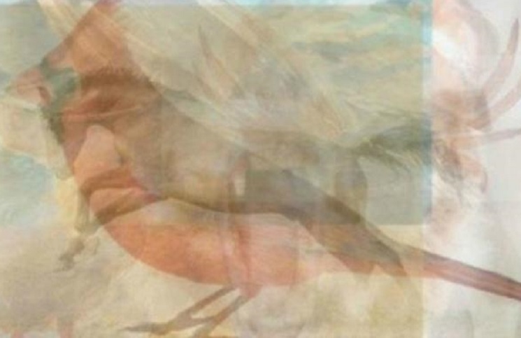 Pato, perro, oso u otro animal: el test...