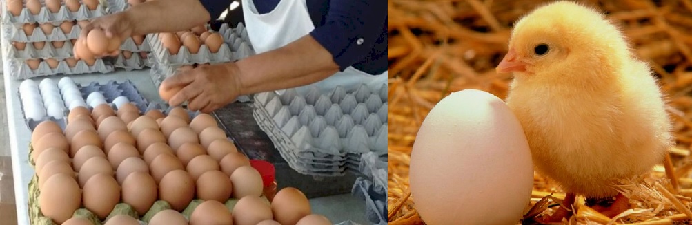 NI LOS HUEVOS SE SALVAN: INSOLITA EXPLICACION POR EL AUMENTO 