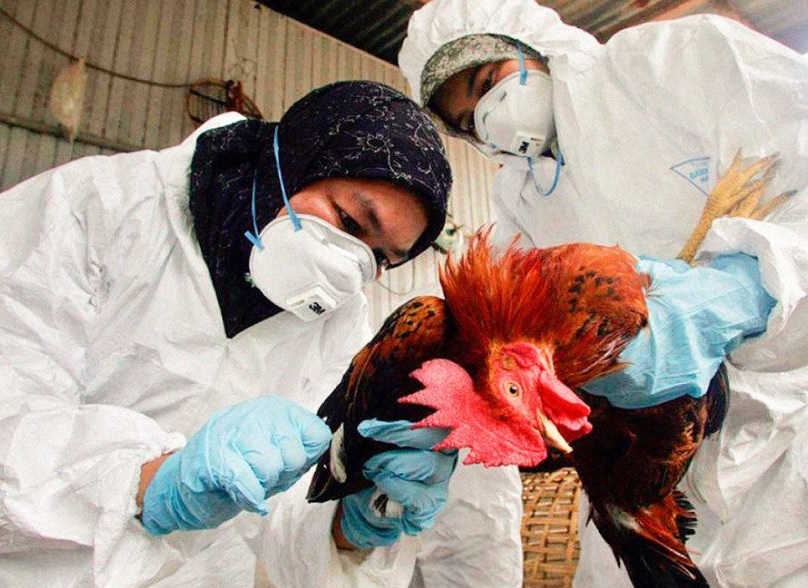 GRIPE AVIAR: YA HAY CASOS EN 10 PROVINCIAS