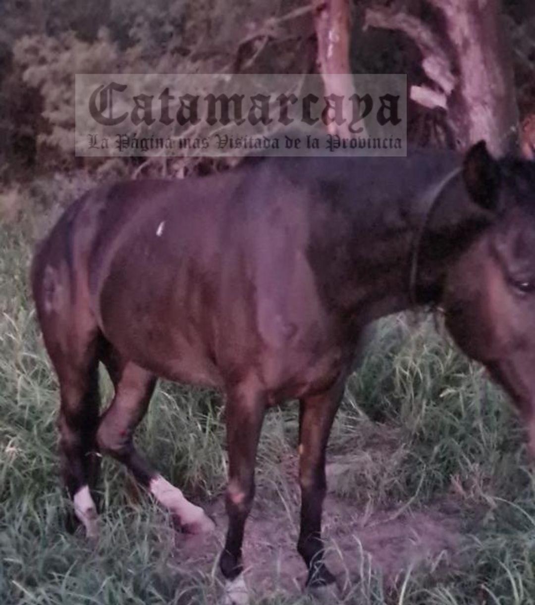 CATAMARCA: Funcionario en vehículo oficial chocó un caballo y debieron sacrificarlo