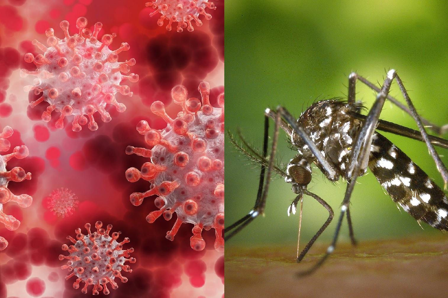 Cómo saber si tengo COVID-19 o dengue: los 7 síntomas que las diferencian