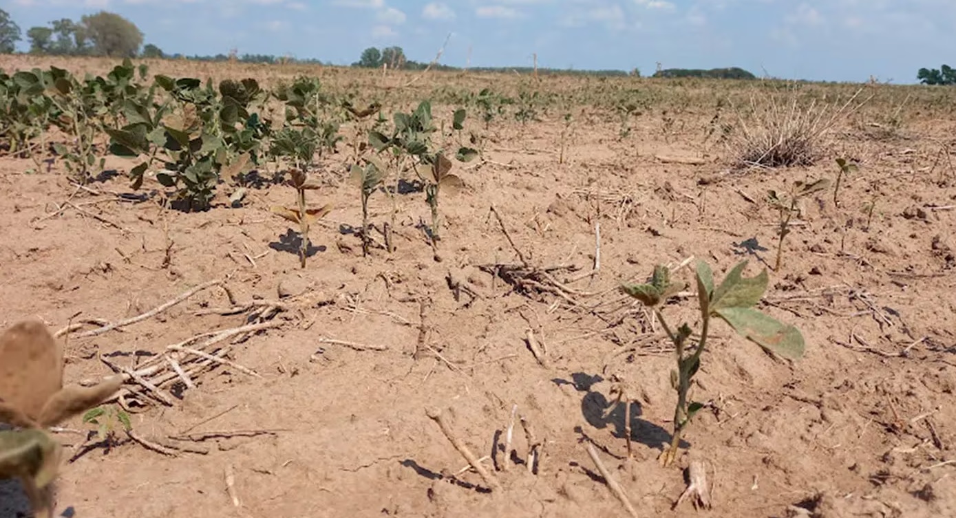 Hay un 77% de posibilidades de una “Niña” en octubre y en el campo temen que haya otra sequía fuerte