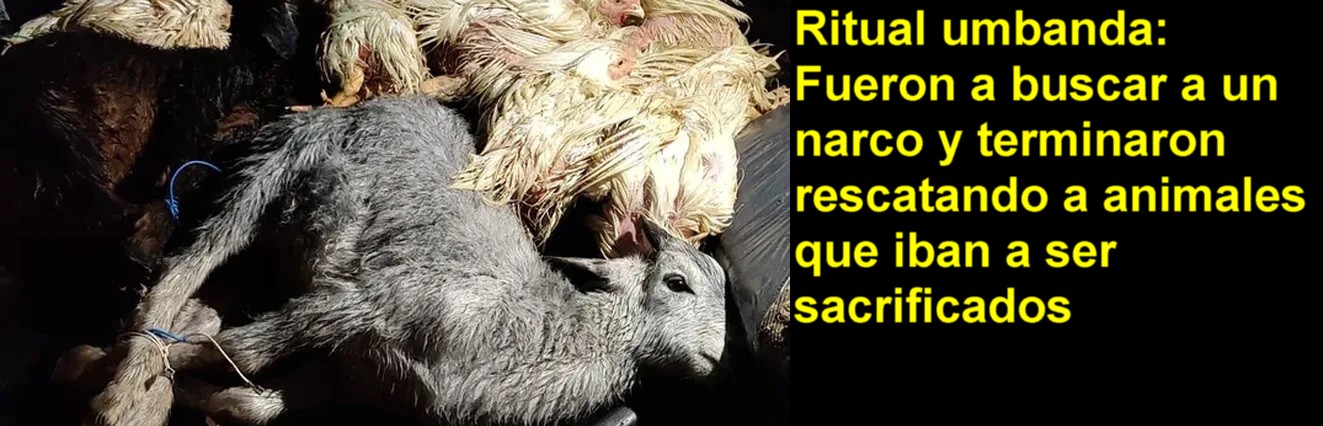 Ritual umbanda: Fueron a buscar a un narco y terminaron rescatando a animales que iban a ser sacrificados
