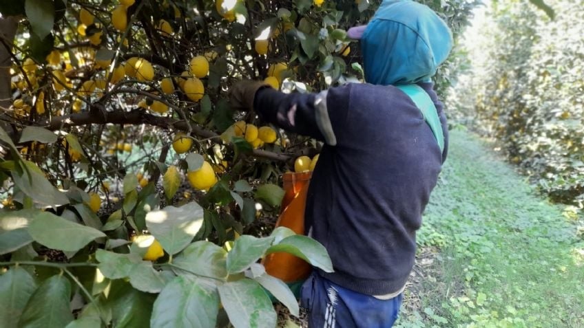 JUJUY: Murió un obrero rural tras estar expuesto a altas temperaturas