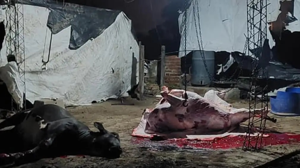 Cierran un matadero clandestino: Faenaban en el suelo animales de dudosa procedencia