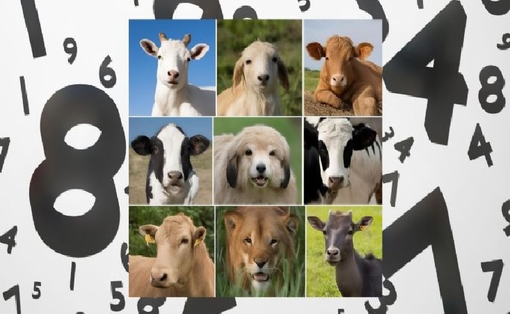 Qué animal eres, según tu fecha de nacimiento