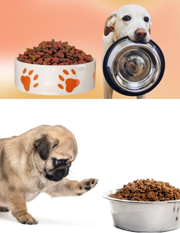Cuál es la cantidad de alimento que debe comer un perro por día