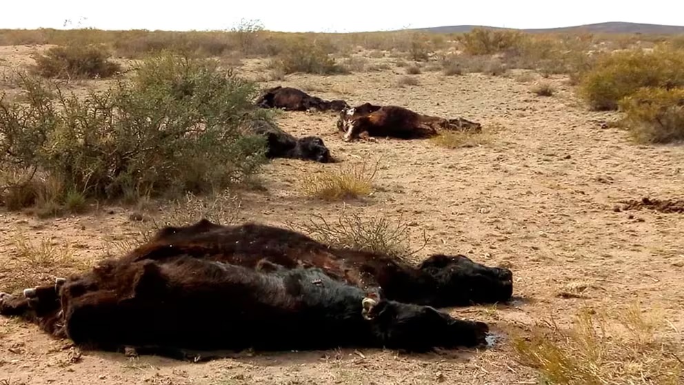 Sequía extrema en La Pampa: 5400 animales muertos por la falta de agua