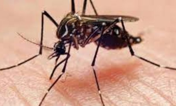 DENGUE: Investigadora del CONICET explica por qué el mosquito no desaparece con la llegada del frío