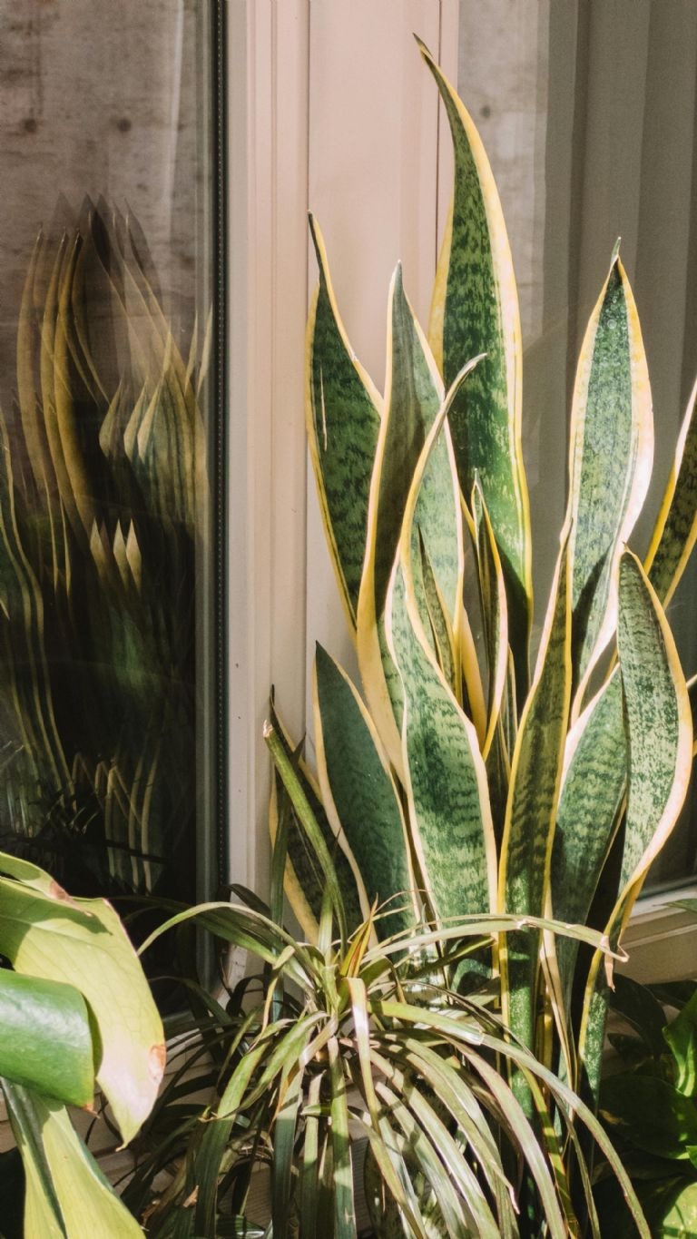 Hogar/plantas y animales