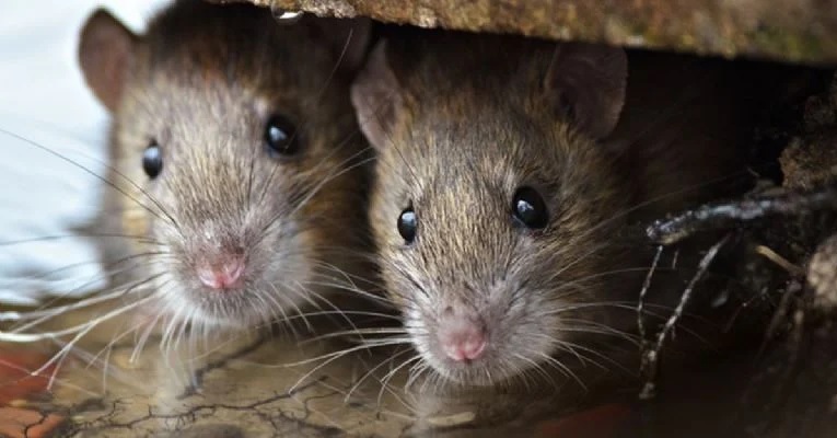 Murió de hantavirus un joven deportista en Neuquén y hay 10 personas aisladas