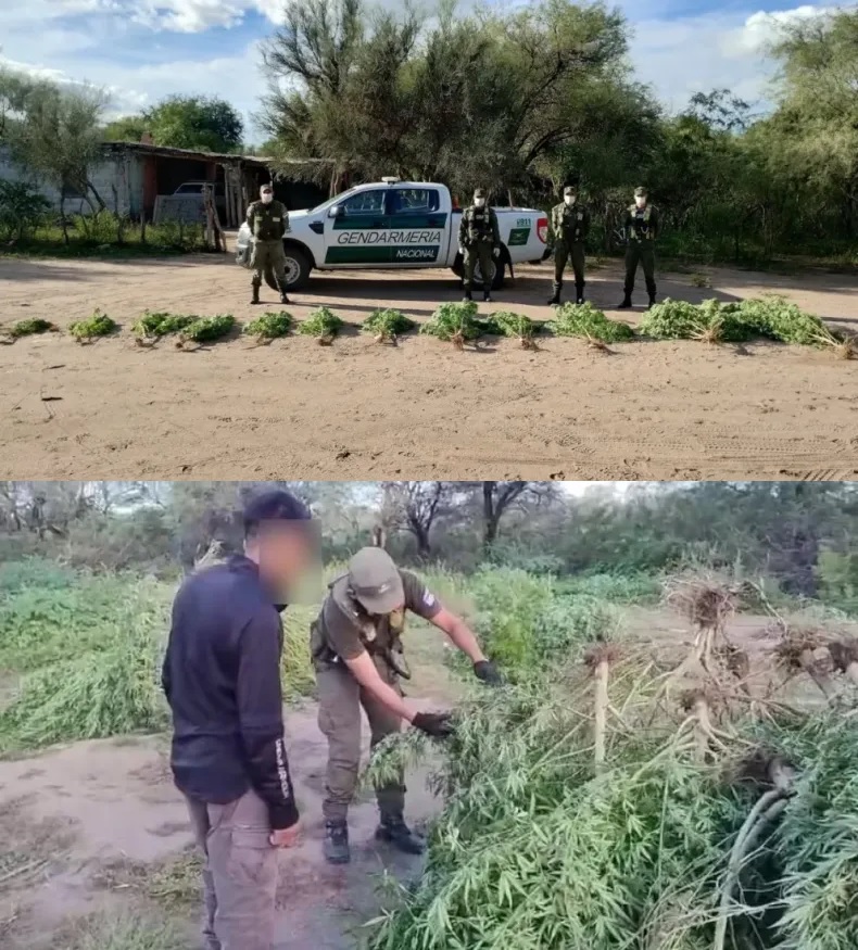 VALLE FERTIL: Secuestran más de 200 plantas de marihuana, semillas y dinero