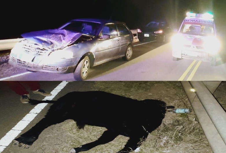 SAÑOGASTA: OTRA VEZ ANIMALES SUELTOS EN LA RUTA PROVOCAN ACCIDENTES 