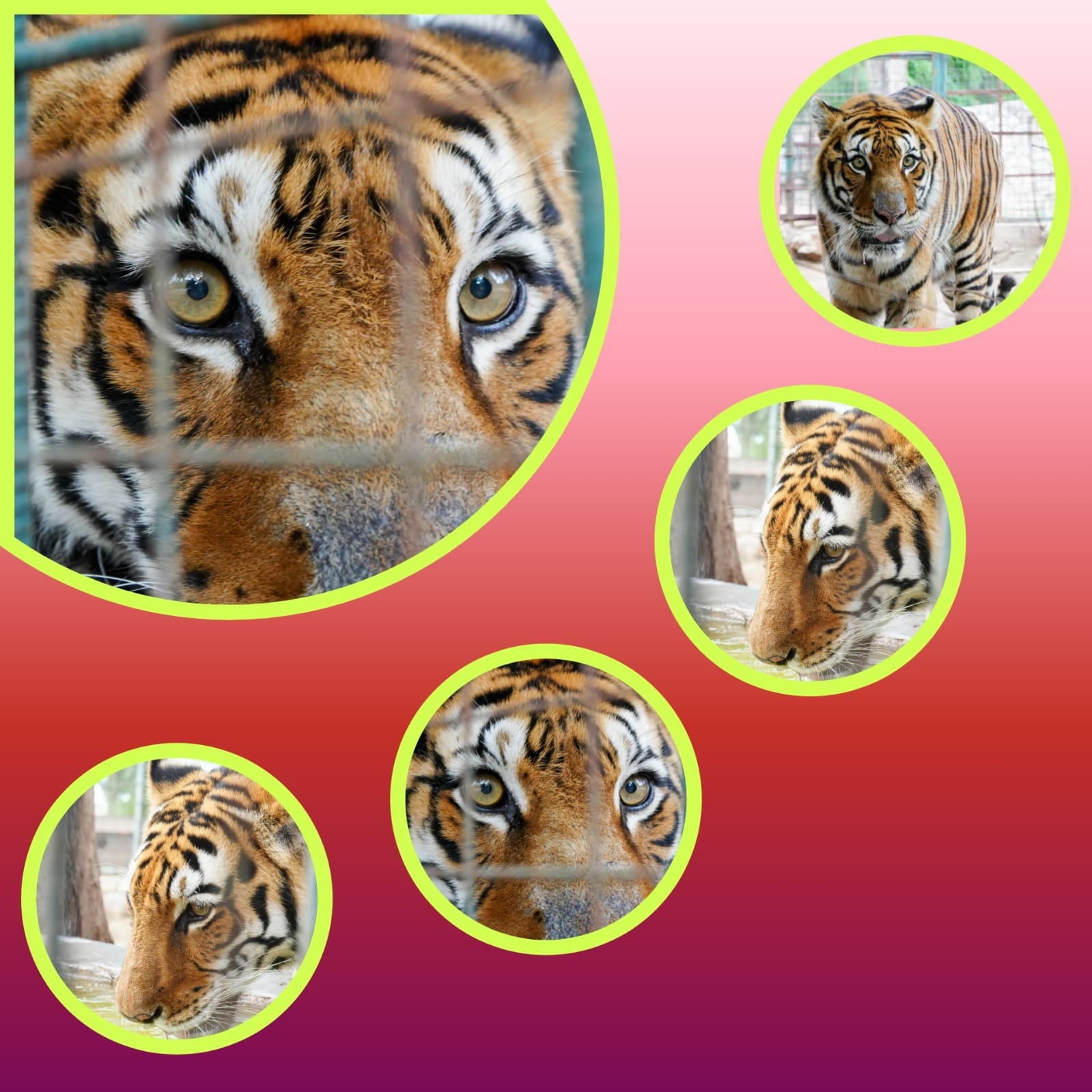 EL MUNICIPIO COMIENZA LOS TRASLADOS DE GRANDES FELINOS AL SANTUARIO TEKOVE MYMBA