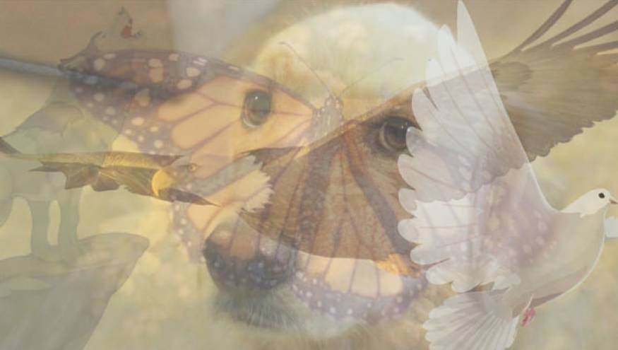 El primer animal que veas reflejará cómo sos en verdad