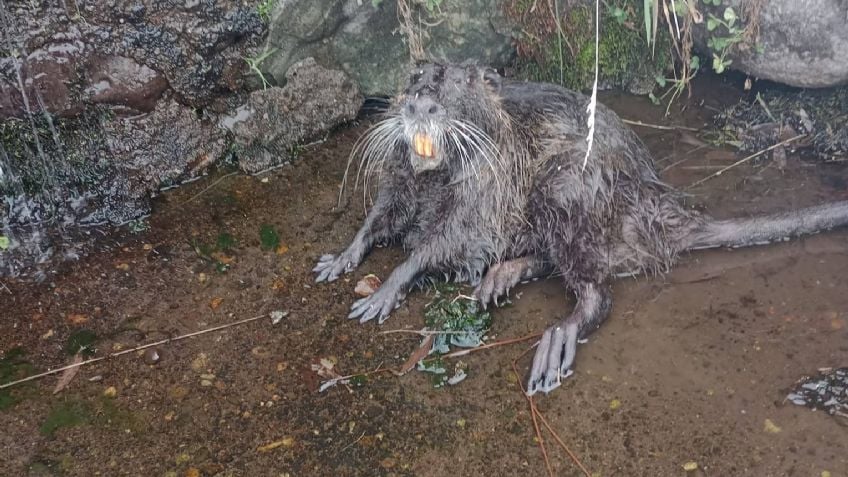 El extraño animal que dejó la crecida del río Nahueve de Neuquén