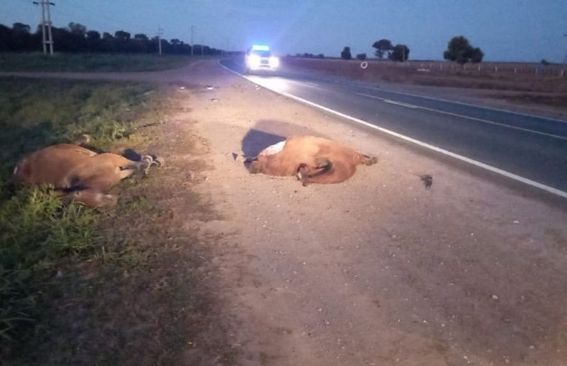 CHILECITO: Harán inspección de animales