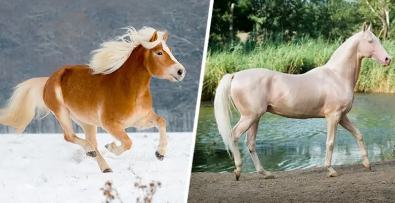 Las 15 razas de caballos más bellas y majestuosas