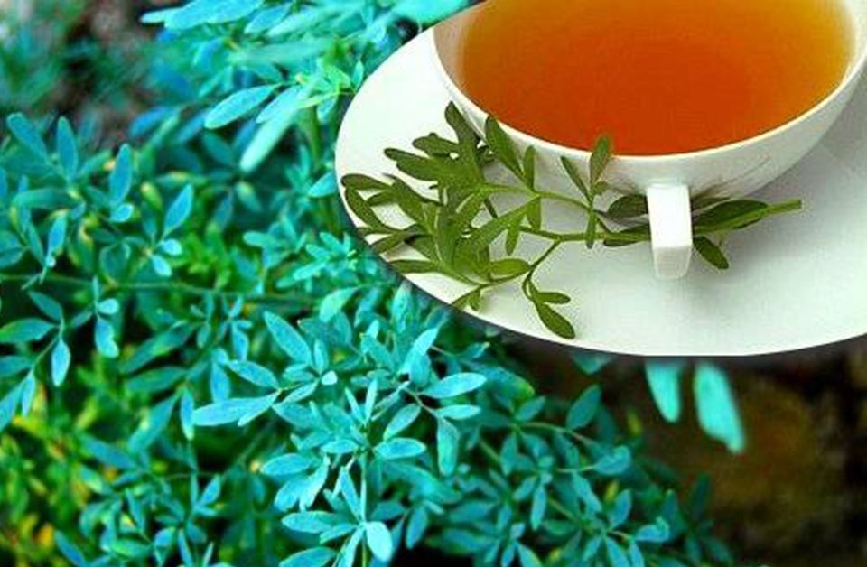 ¿Por qué el 1 de agosto se toma el té de ruda?