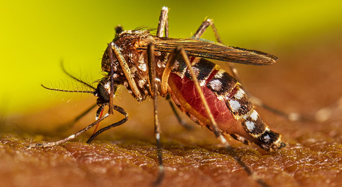 Dengue: confirman la circulación de mosquitos resistentes a los insecticidas en el país