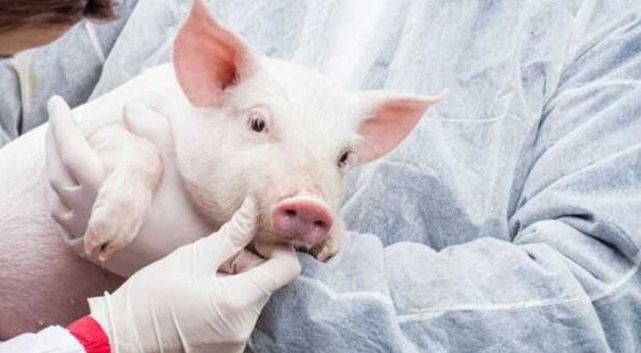 Un riñón de cerdo funciona en una persona desde hace más de un mes