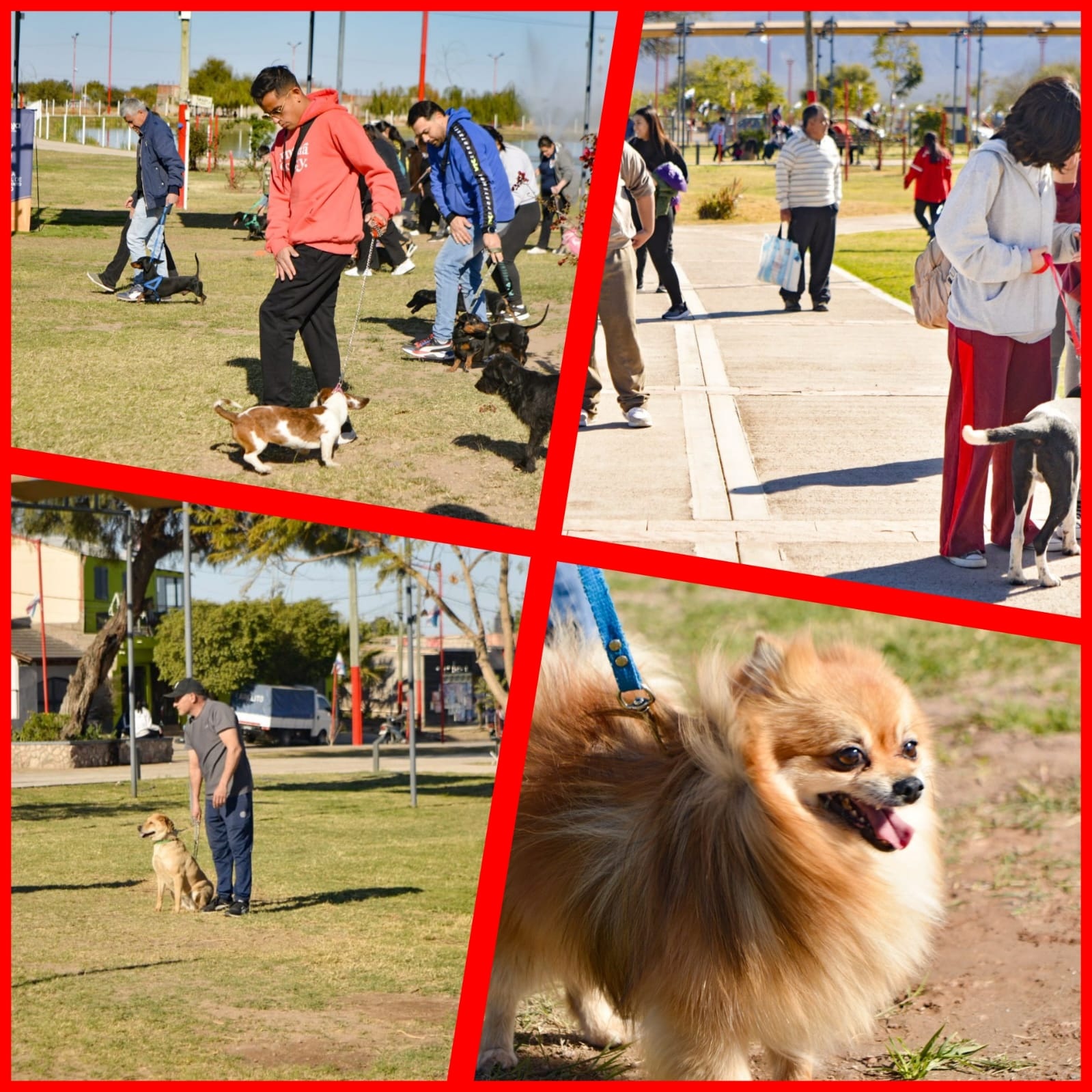 MÁS DE 120 CUIDADORES Y SUS PERROS ASISTEN A LA ESCUELA MUNICIPAL DE ADIESTRAMIENTO CANINO