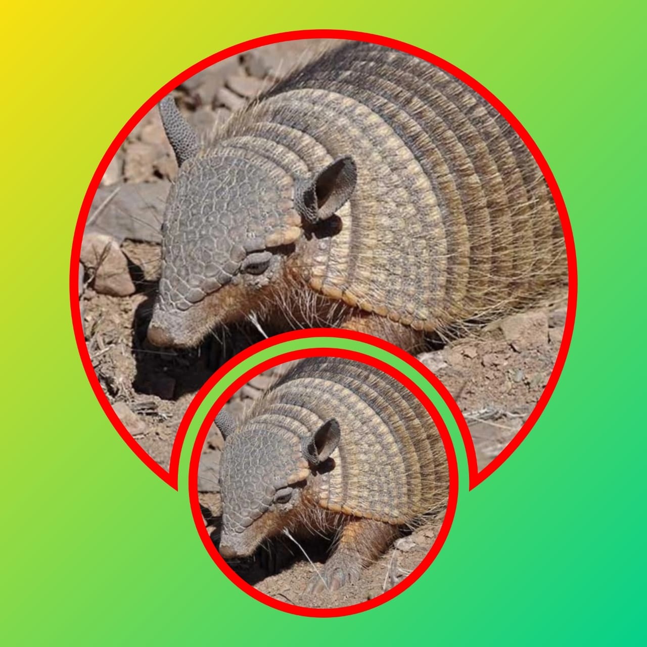 ALERTA EN SALTA: ADVIERTEN QUE EL QUIRQUINCHO PODRÍA TRANSMITIR LEPRA