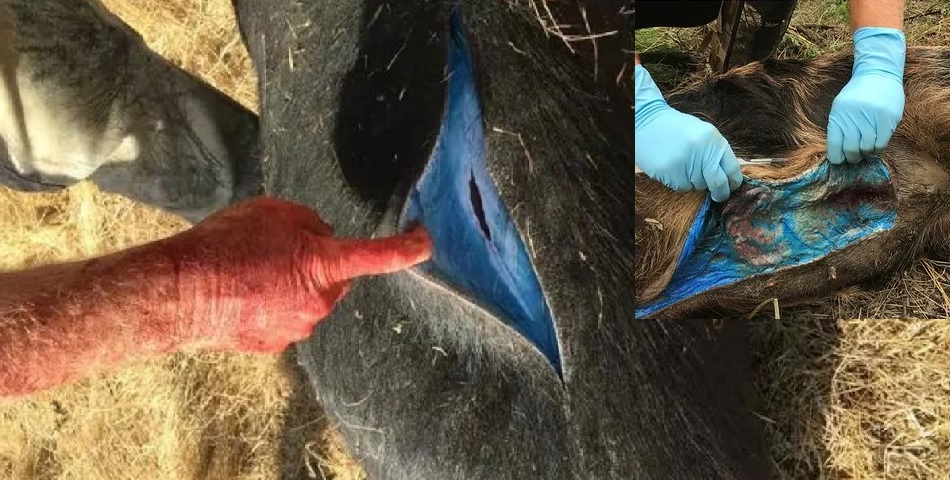 Cazaron un jabalí, descubrieron que su carne era azul y la explicación encendió las alarmas