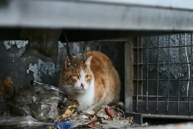 CHINA: Iban a vender más de 1000 gatos como carne de cordero y cerdo
