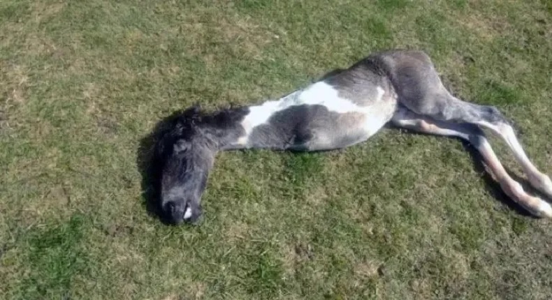 Nació un caballo sin sus extremidades delanteras