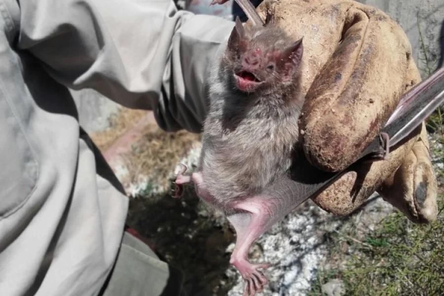 Rabia en Miranda: SENASA vacuna animales y humanos