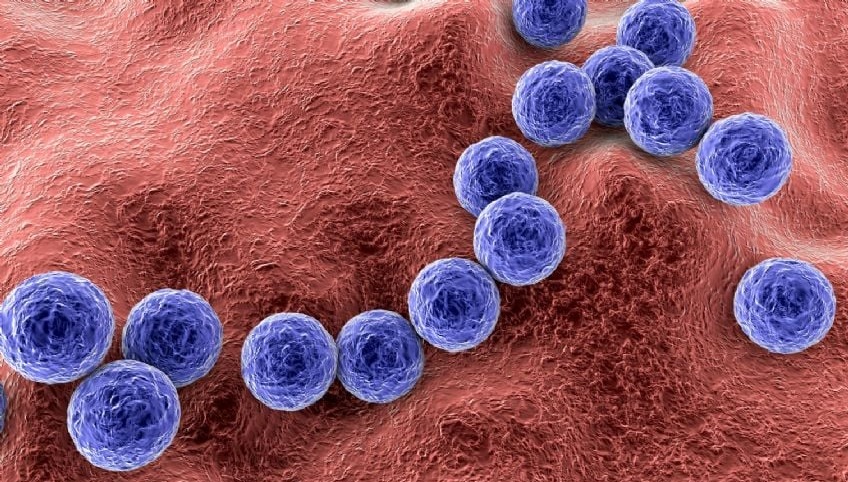 Streptococcus pyogenes: aumentan los casos graves y se encienden nuevas alertas