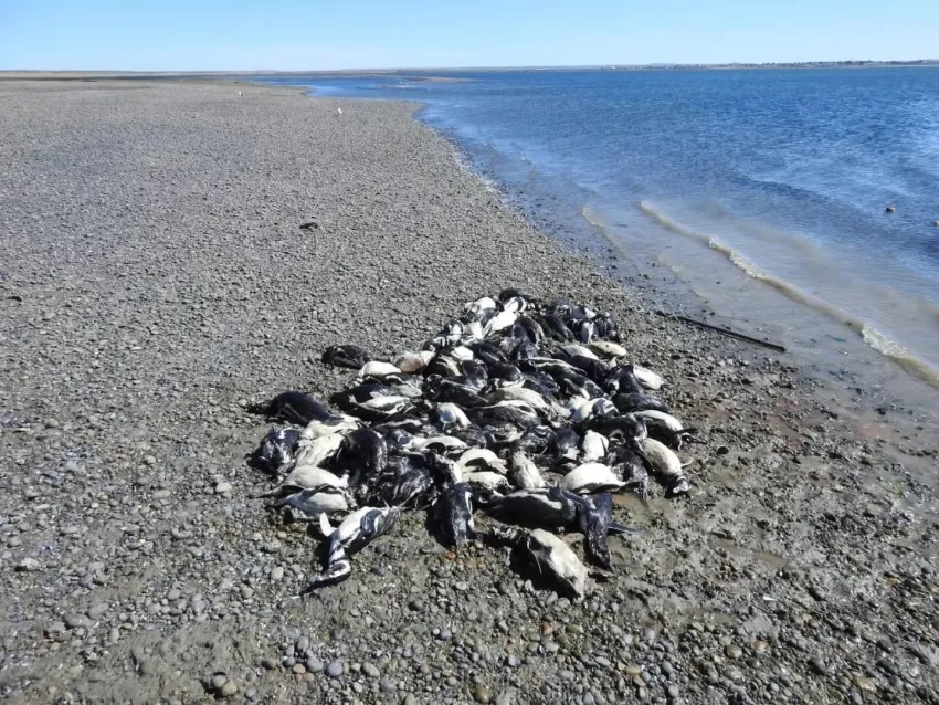 TRAGEDIA AMBIENTAL: Aparecen 138 pingüinos muertos en las costas de Santa Cruz