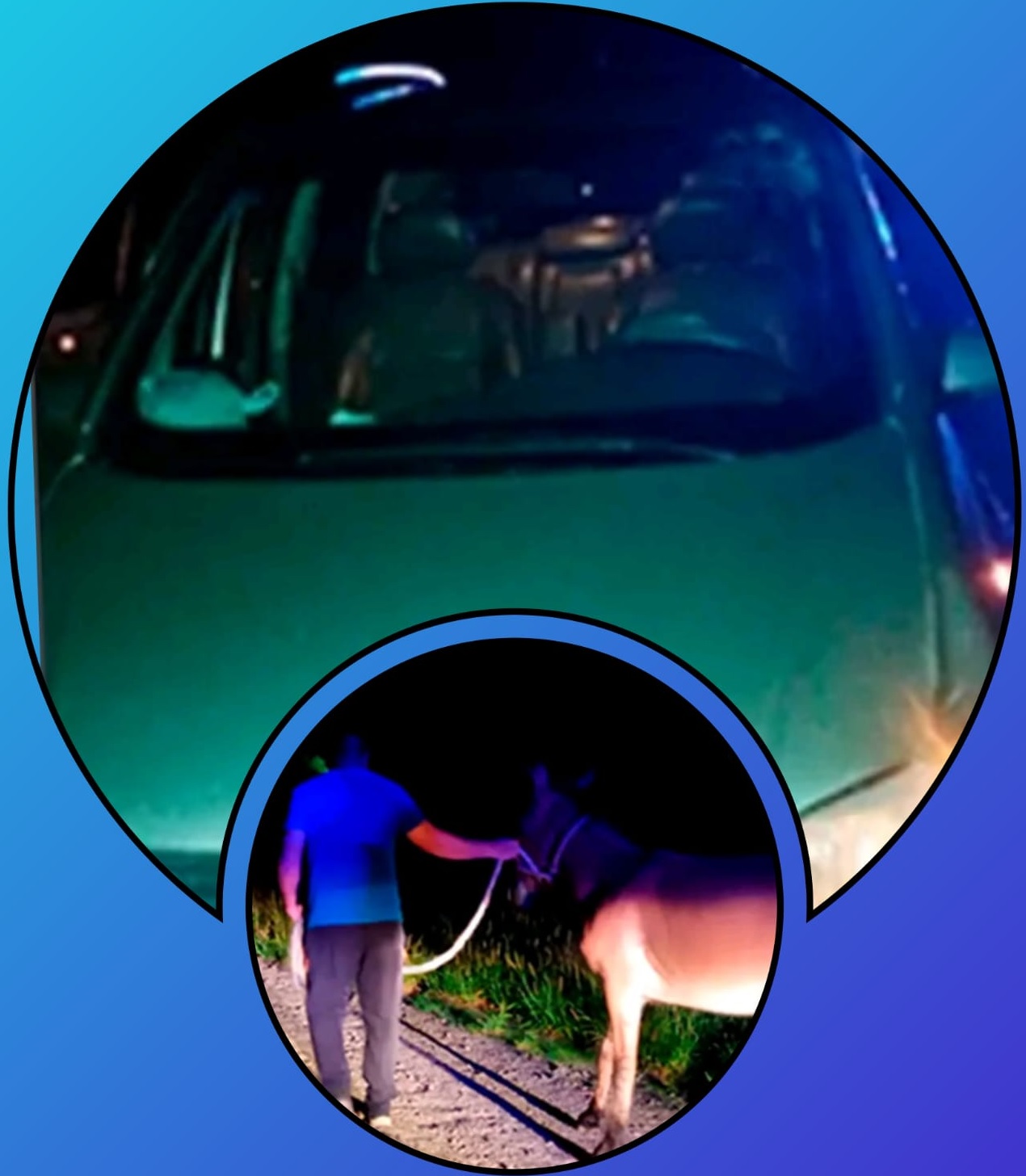 ACCIDENTE POR ANIMAL SUELTO EN RUTA NACIONAL 38 A LA ALTURA DEL CRUCE CON RUTA PROVINCIAL 25