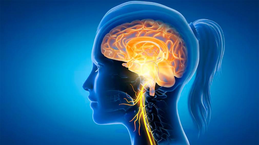 Hallazgo m&eacute;dico: la p&eacute;rdida de la memoria comienza en el sistema digestivo