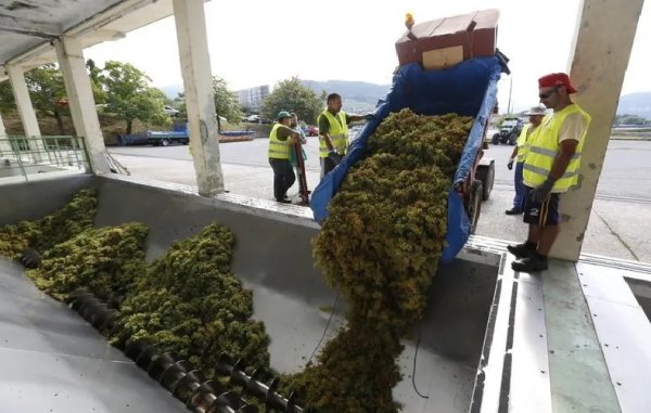 Vendimia 2026: Entre la ca&iacute;da del volumen y el 