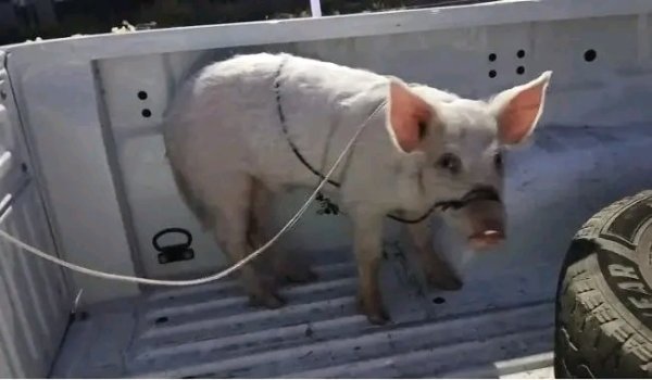 RECUPERARON UN CERDO ROBADO EN EL BARRIO EDUARDO MENEM: UN DEMORADO